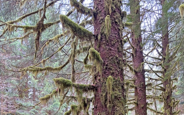 12-Mile Wildlife Habitat Improvement and Commercial Thinning Project