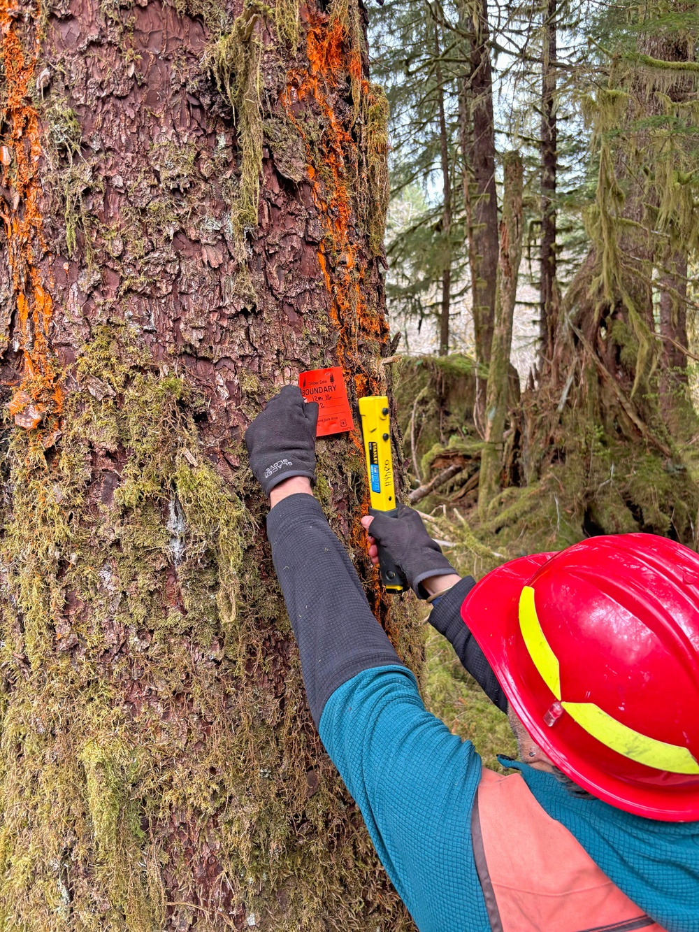 12-Mile Wildlife Habitat Improvement and Commercial Thinning Project