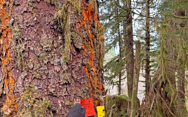 12-Mile Wildlife Habitat Improvement and Commercial Thinning Project