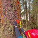 12-Mile Wildlife Habitat Improvement and Commercial Thinning Project