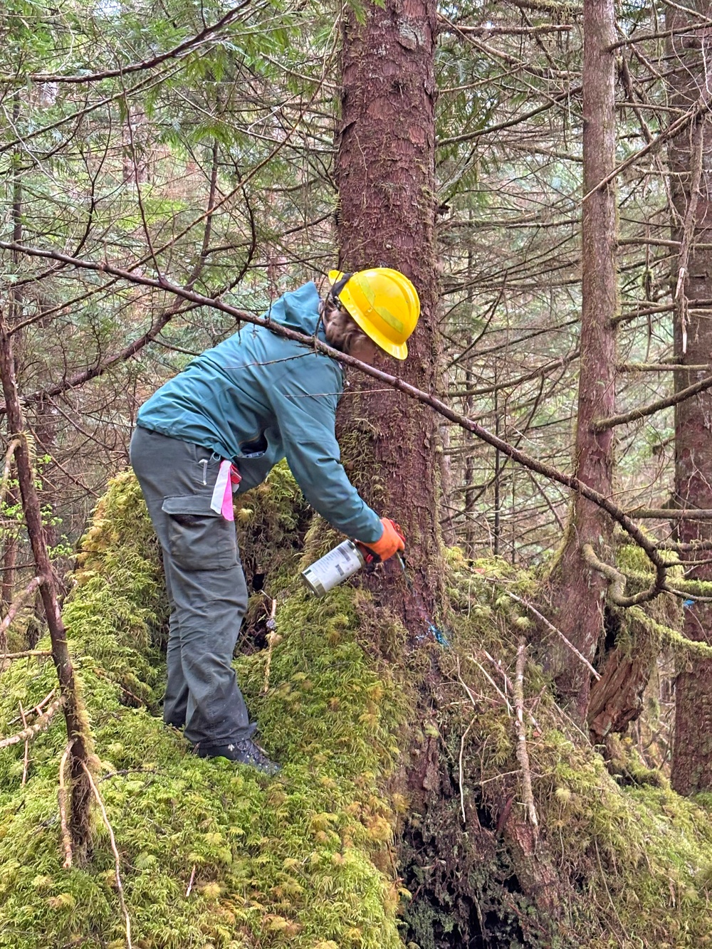 12-Mile Wildlife Habitat Improvement and Commercial Thinning Project