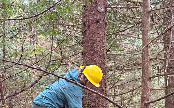 12-Mile Wildlife Habitat Improvement and Commercial Thinning Project