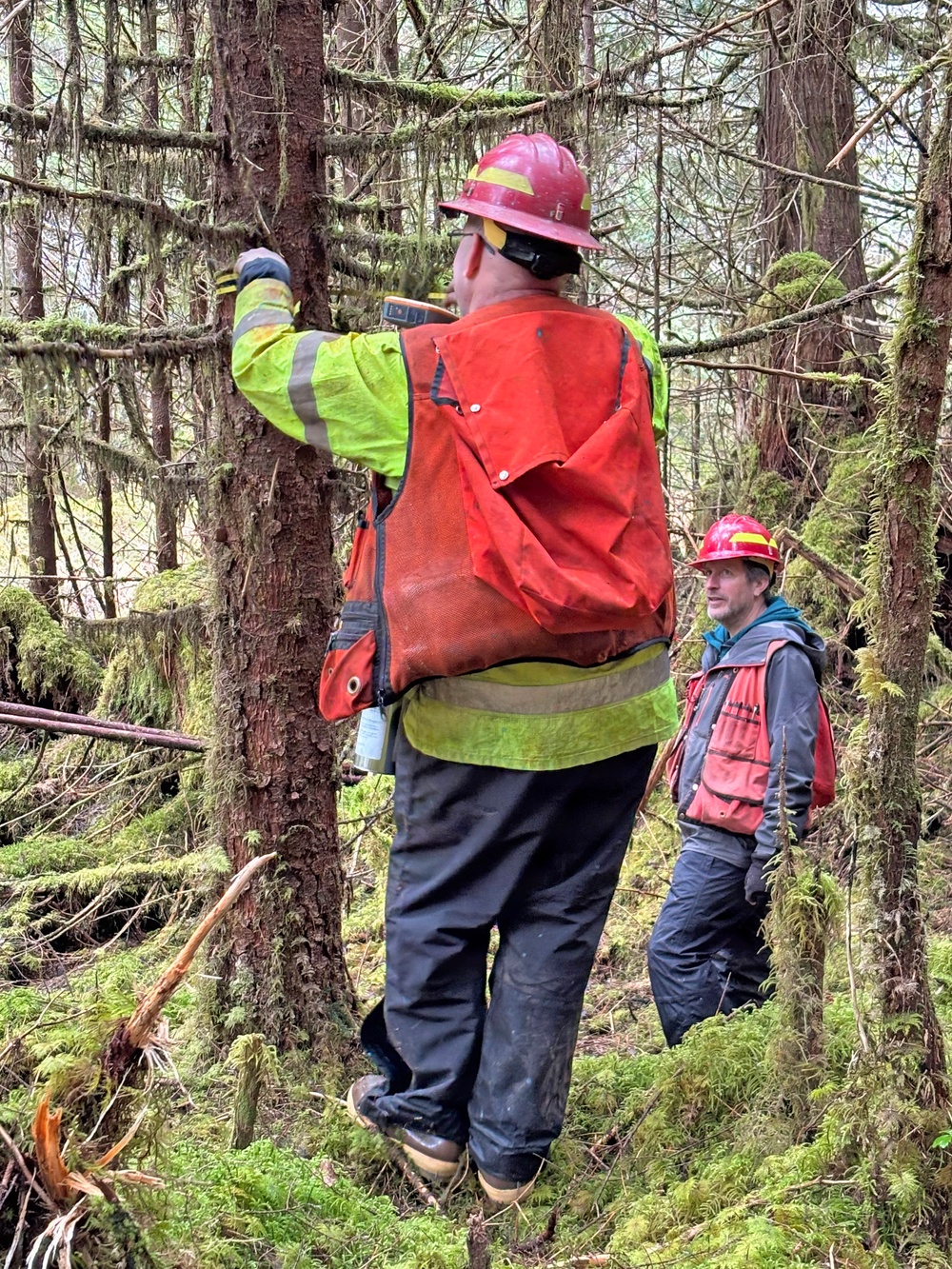 12-Mile Wildlife Habitat Improvement and Commercial Thinning Project