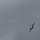 Airpower demonstration for National Security Forum and Gathering of Eagles at Maxwell Air Force Base