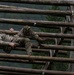 Obstacle Course- Region 2 Best Warrior Competition 2026