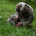 Region II Best Warrior competitors face range run, warrior tasks