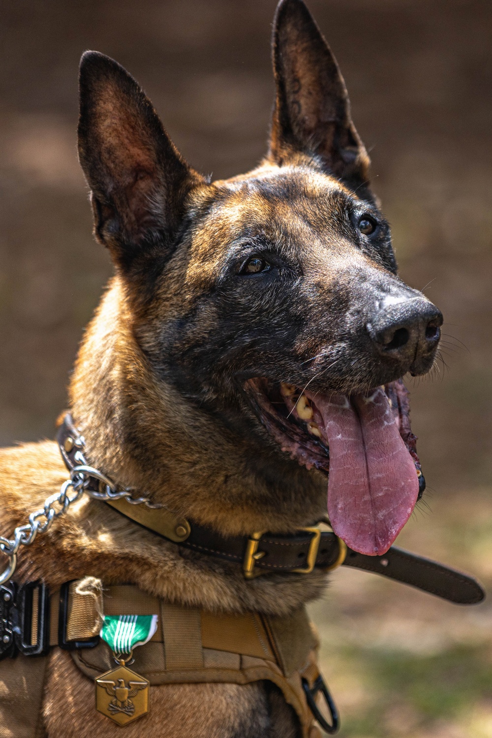 Military Working Dog EErek recognized for exceptional career