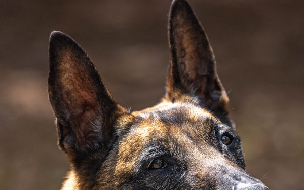 Military Working Dog EErek recognized for exceptional career