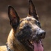 Military Working Dog EErek recognized for exceptional career