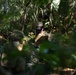 12th LCT Fires &amp; Recon Execute Neros Archer Attack Drone Training