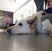 NMHM Veterinary Medicine Day 2026