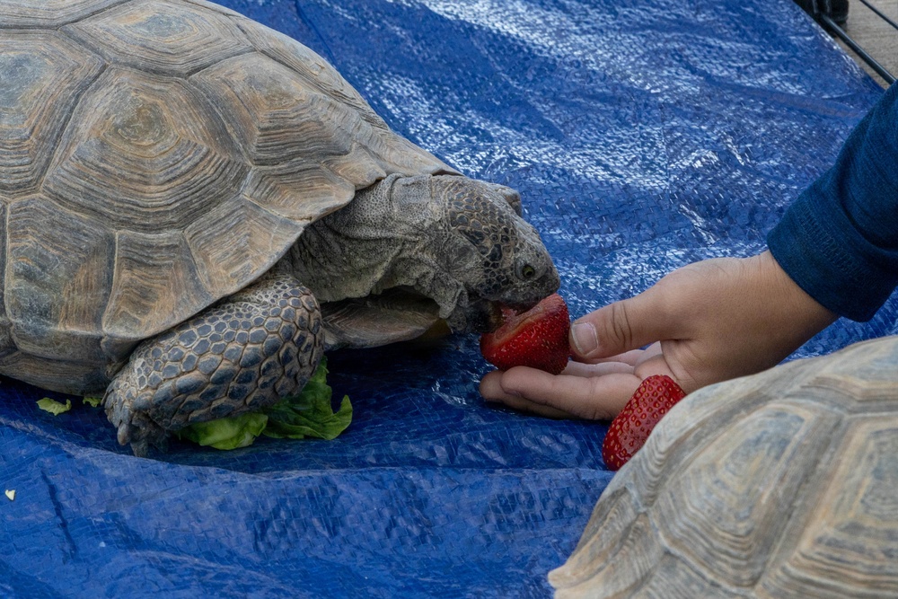 Curation Center hosts Earth Day event at MCAGCC