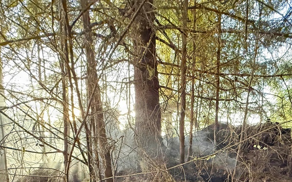 Tongass National Forest Fire Response 11 Mile Fire