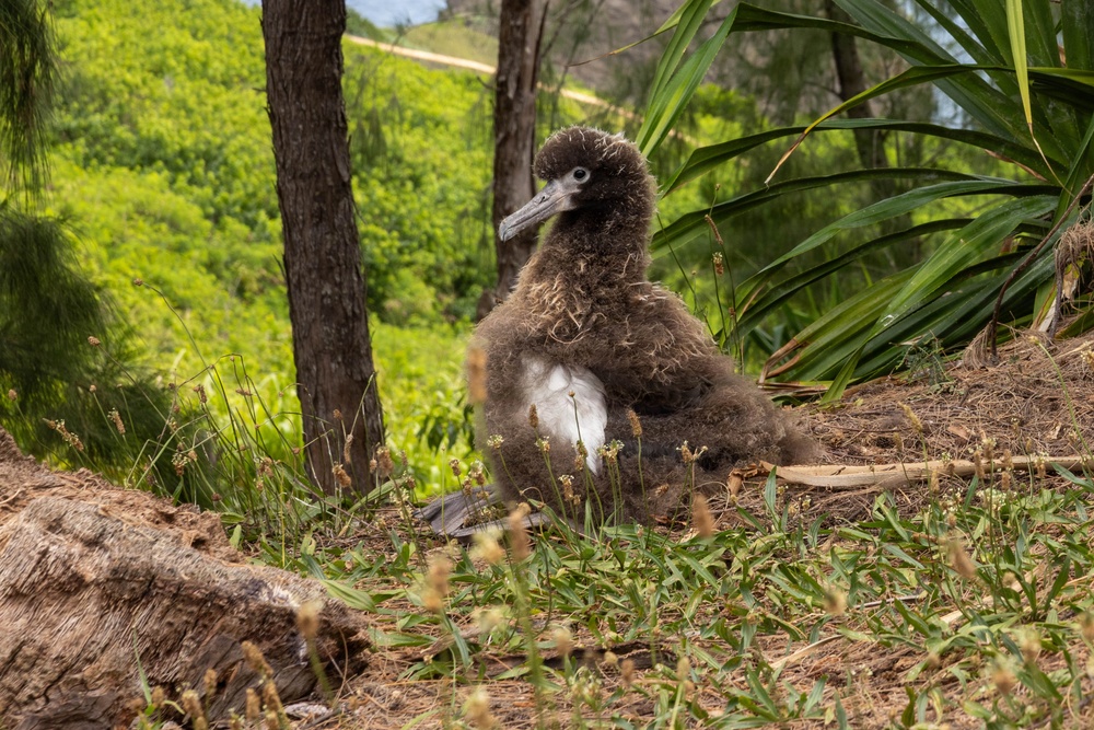 PMRF Leadership Visits Kīlauea Point National Wildlife Refuge