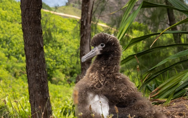 PMRF Leadership Visits Kīlauea Point National Wildlife Refuge