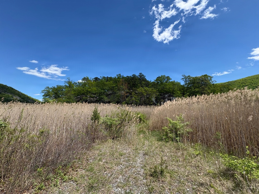 Dense phragmites