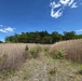 Dense phragmites