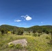 Overgrown meadow