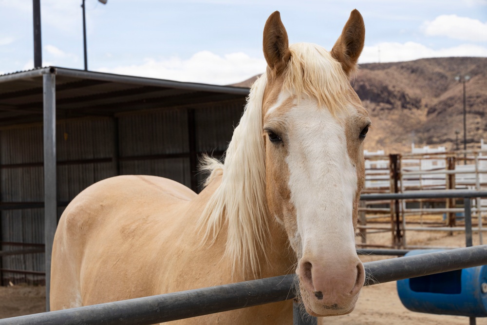 Mounted Color Guard Operations