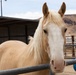 Mounted Color Guard Operations