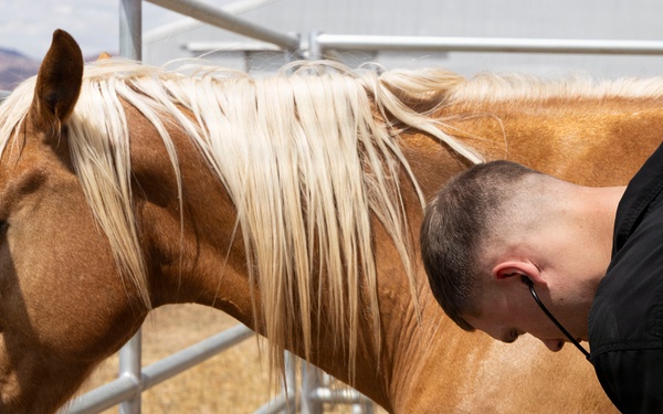 Mounted Color Guard Operations