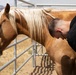 Mounted Color Guard Operations