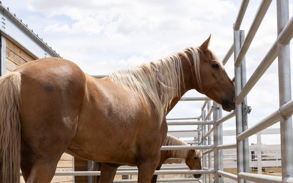 Mounted Color Guard Operations