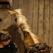 Mounted Color Guard Operations