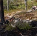 Exercise Saber Strike