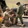 EOD training operation between U.S. and Singapore during Exercise Tiger Balm 2026