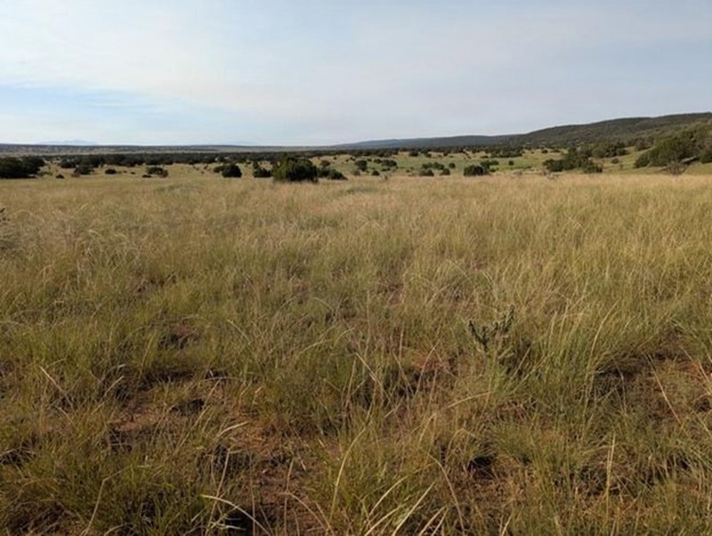 DVIDS - Images - WSMR key collaborator in the successful conservation ...