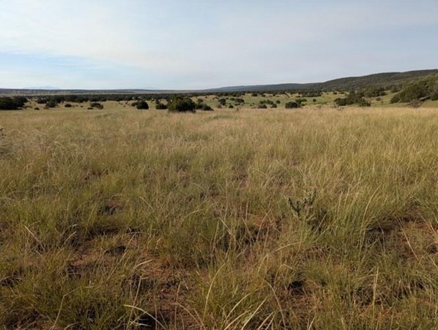 WSMR key collaborator in the successful conservation of “Turkey Ridge”