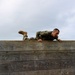 MAG-24 hosts command fitness coach course