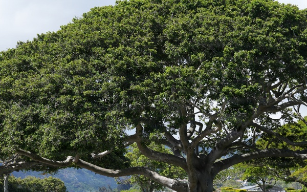 LANPAC 2026 Leadership Forum: National Memorial Cemetery of the Pacific