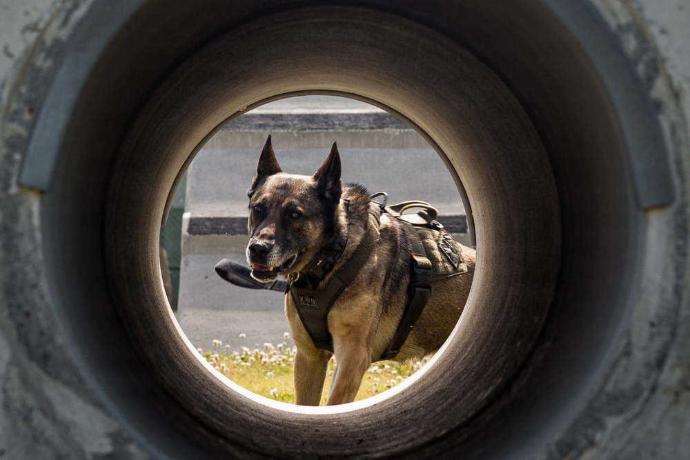 Military Working Dog Training