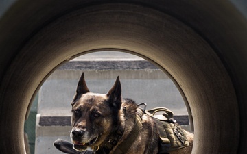 Military Working Dog Training