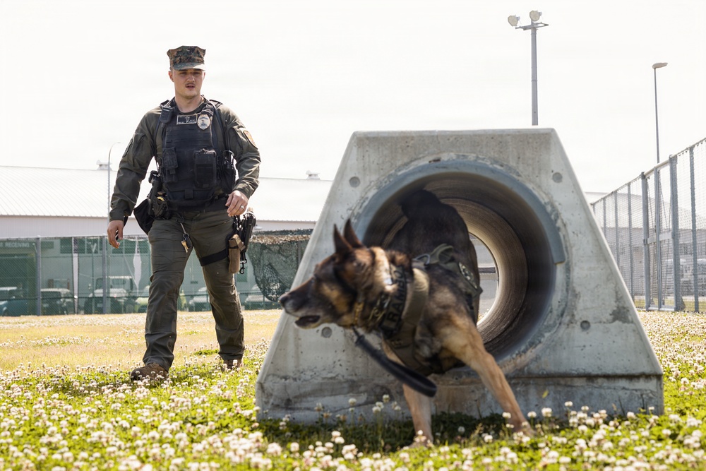 Military Working Dog Training