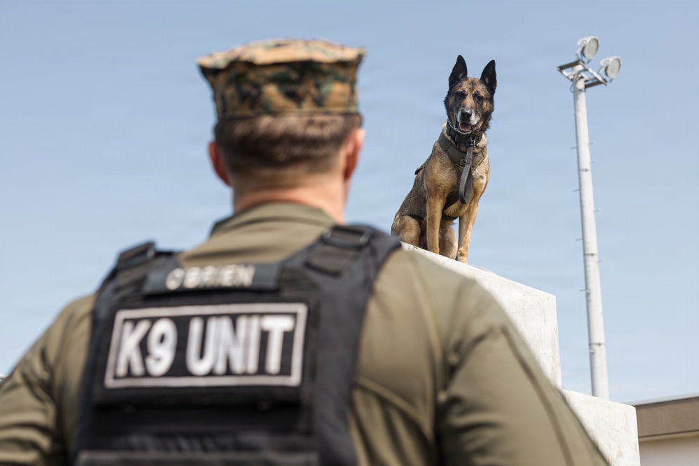 Military Working Dog Training