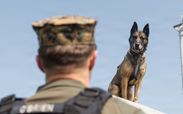 Military Working Dog Training