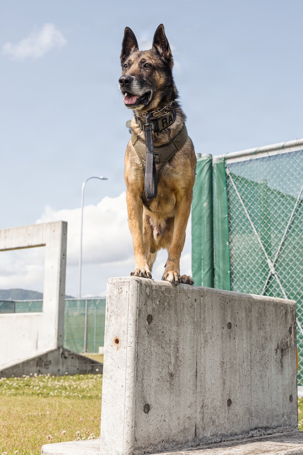 Military Working Dog Training