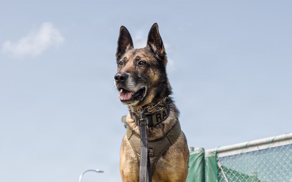Military Working Dog Training