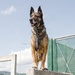 Military Working Dog Training