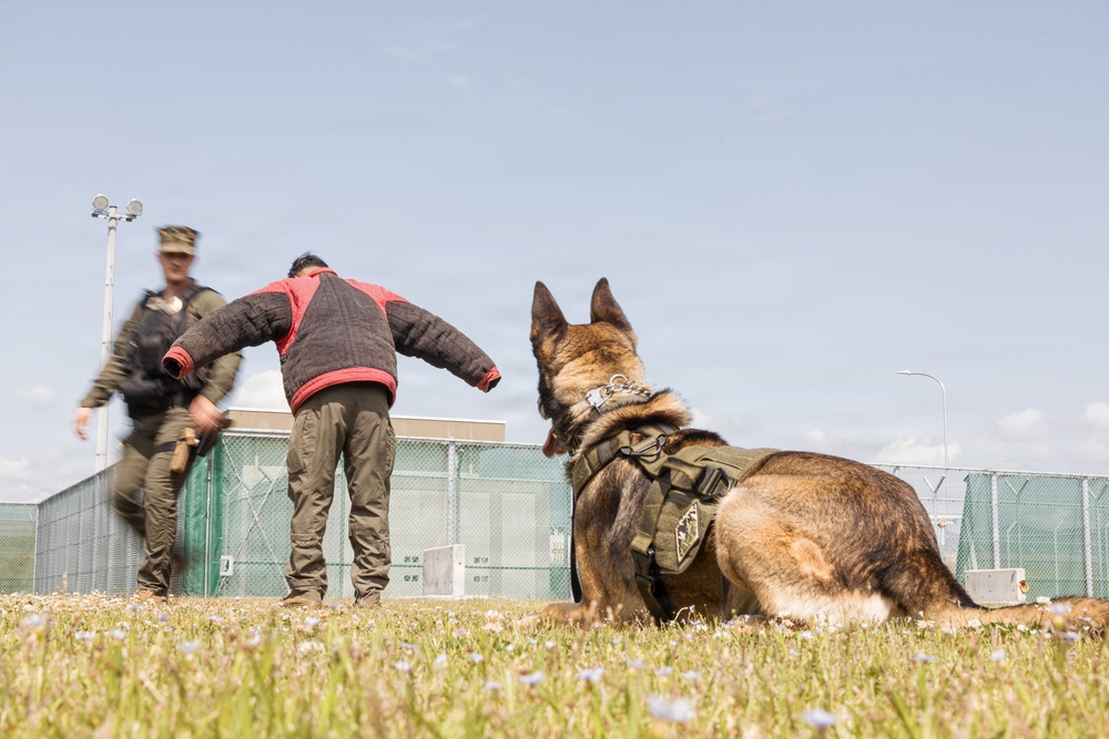 Military Working Dog Training
