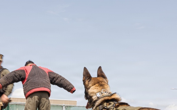 Military Working Dog Training