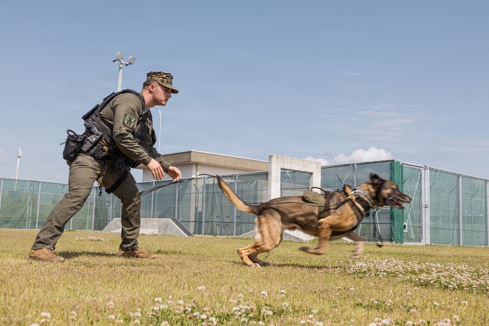 Military Working Dog Training
