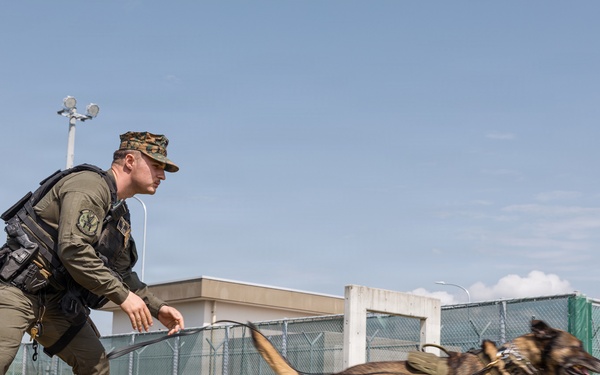 Military Working Dog Training