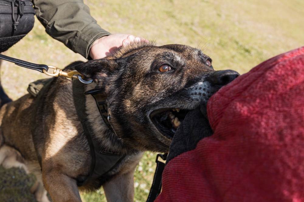 Military Working Dog Training