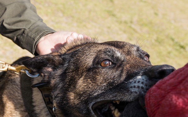 Military Working Dog Training