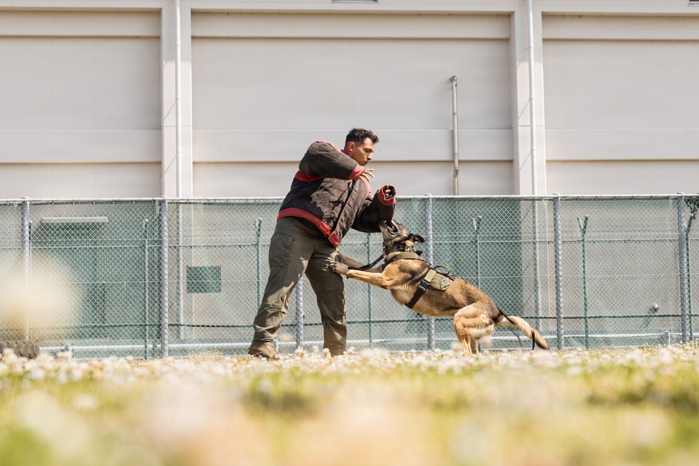 Military Working Dog Training
