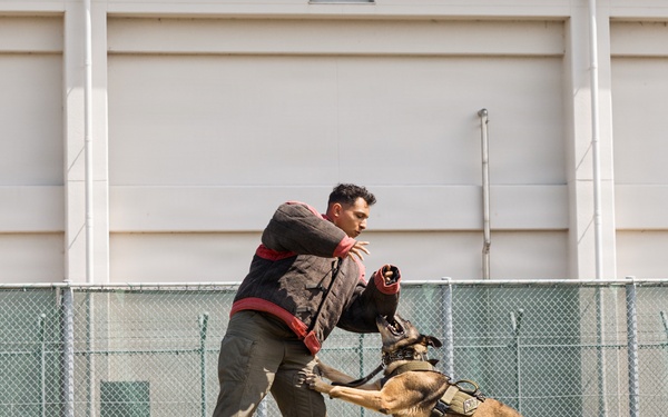 Military Working Dog Training